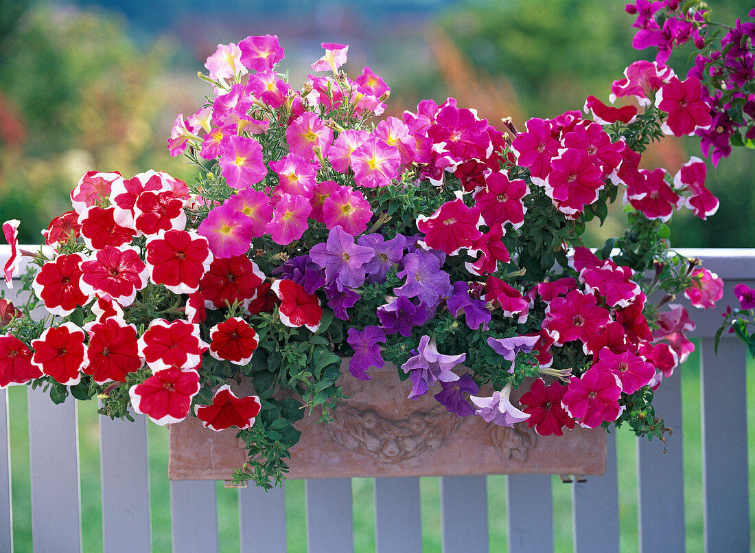 Petunia Dreams 'Picotee Red and Rose', 'Sky Blue', 'Choir of Angels'