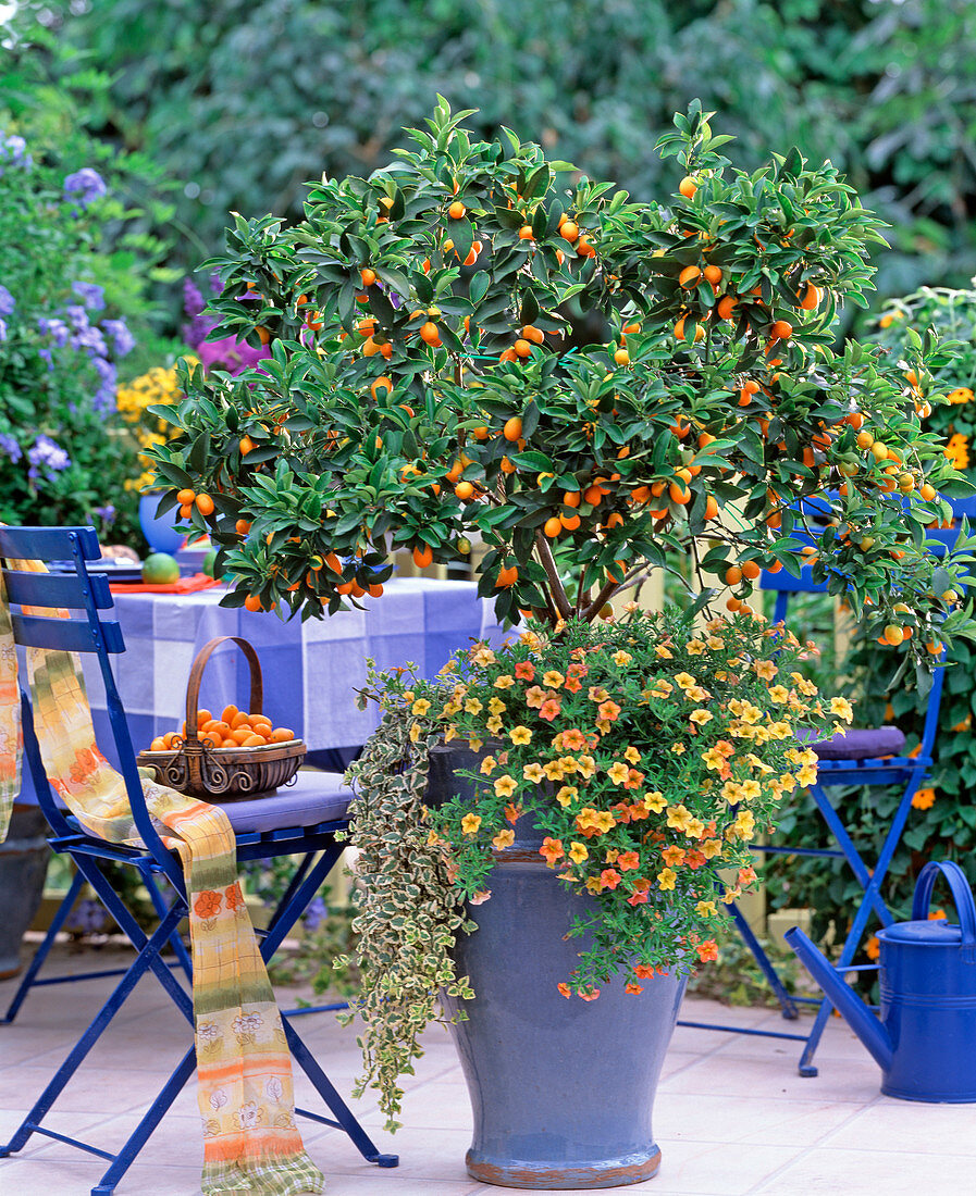 Citrus fortunella (kumquat)