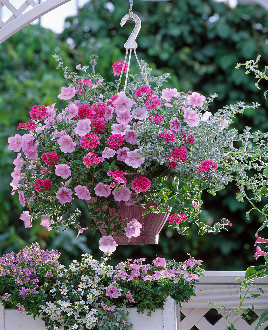 Petunia 'Soft Rose' Petunia, Verbena 'Babylon Pink', 'Light Pink'
