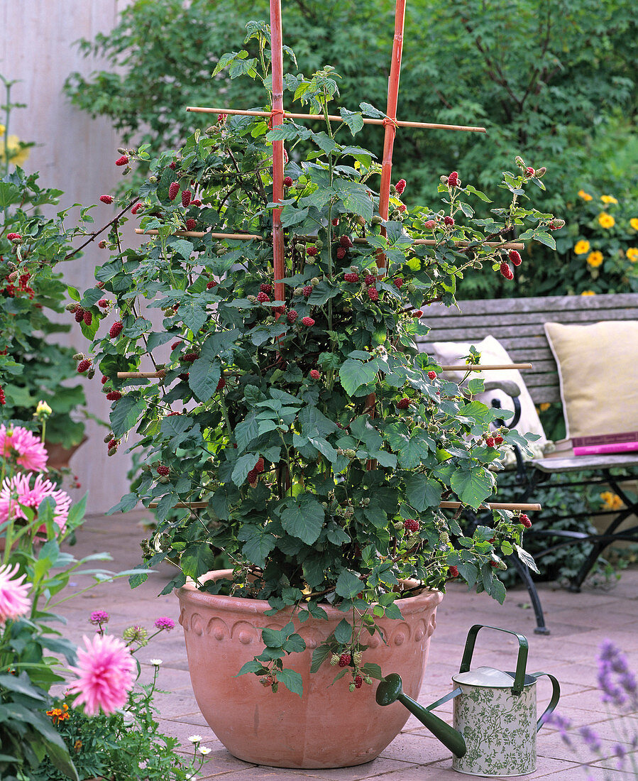 Rubus 'Tayberry' / Him-Brombeere am Spalier, Dahlia / Kaktusdahlie