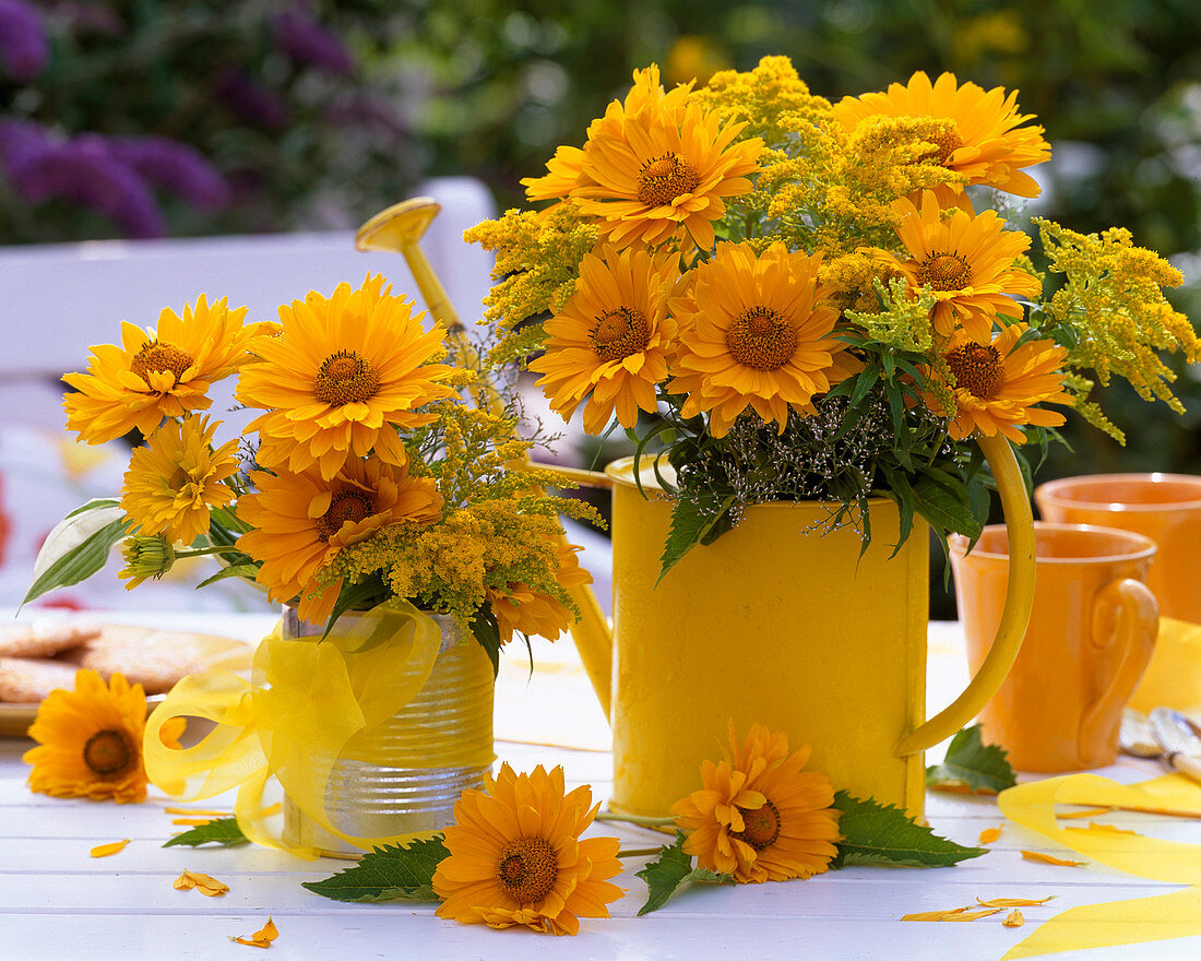 Heliopsis / Sonnenauge