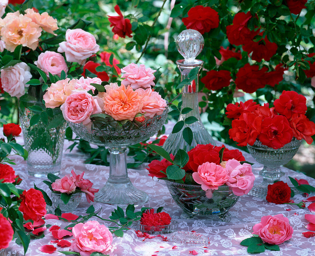 Roses, different fragrances, precious and bed roses