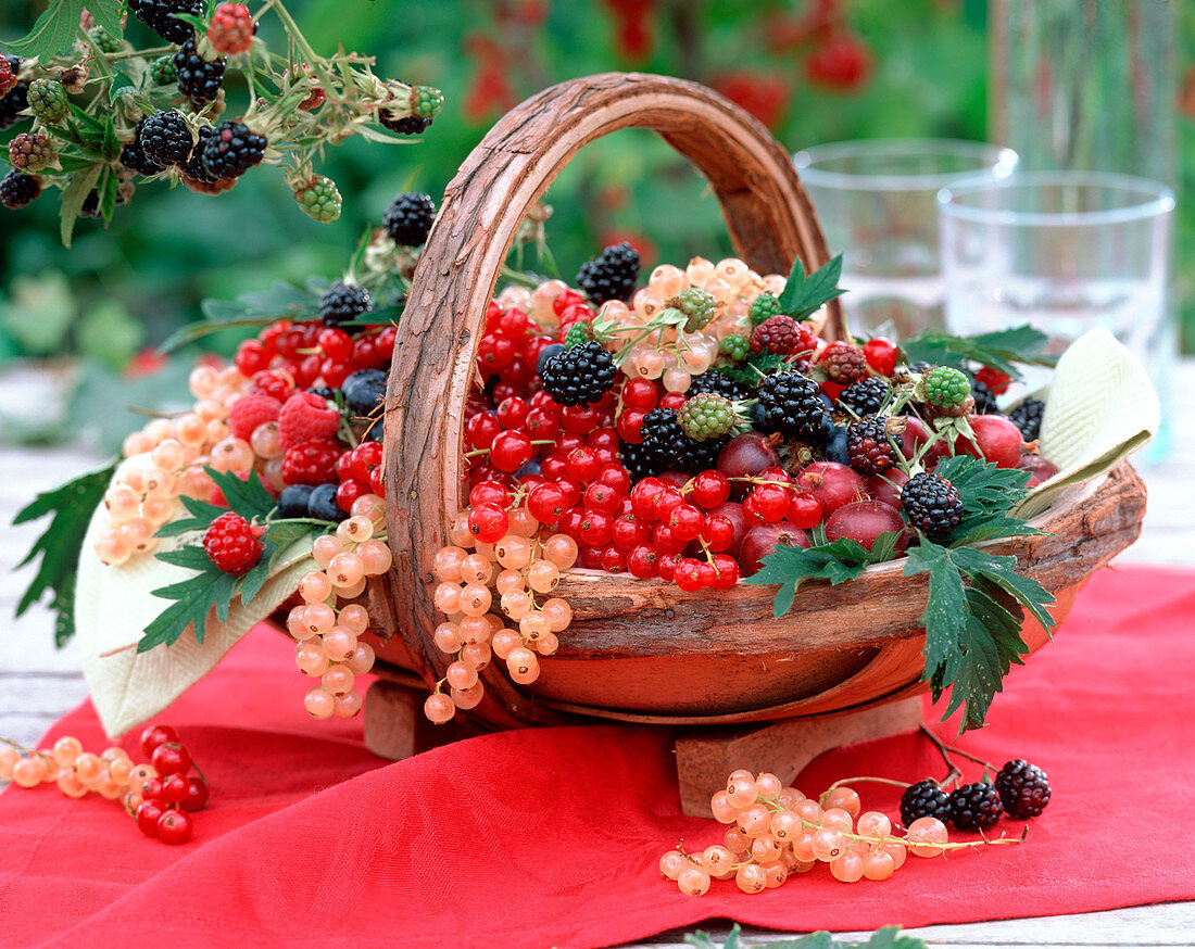 Ribes (red and white currant, gooseberry)