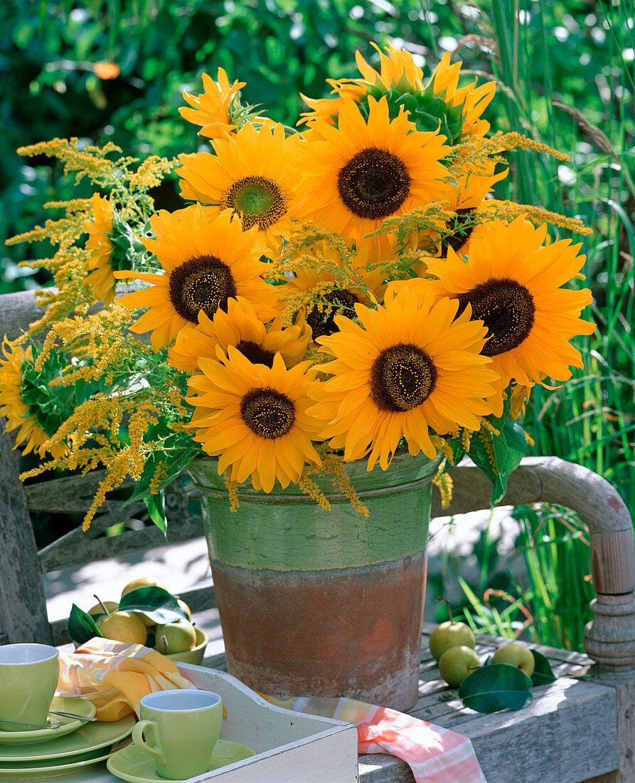 Helianthus (sunflowers