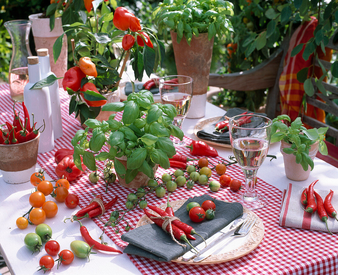 Ocimum / Basilikum, Lycopersicon / Tomaten