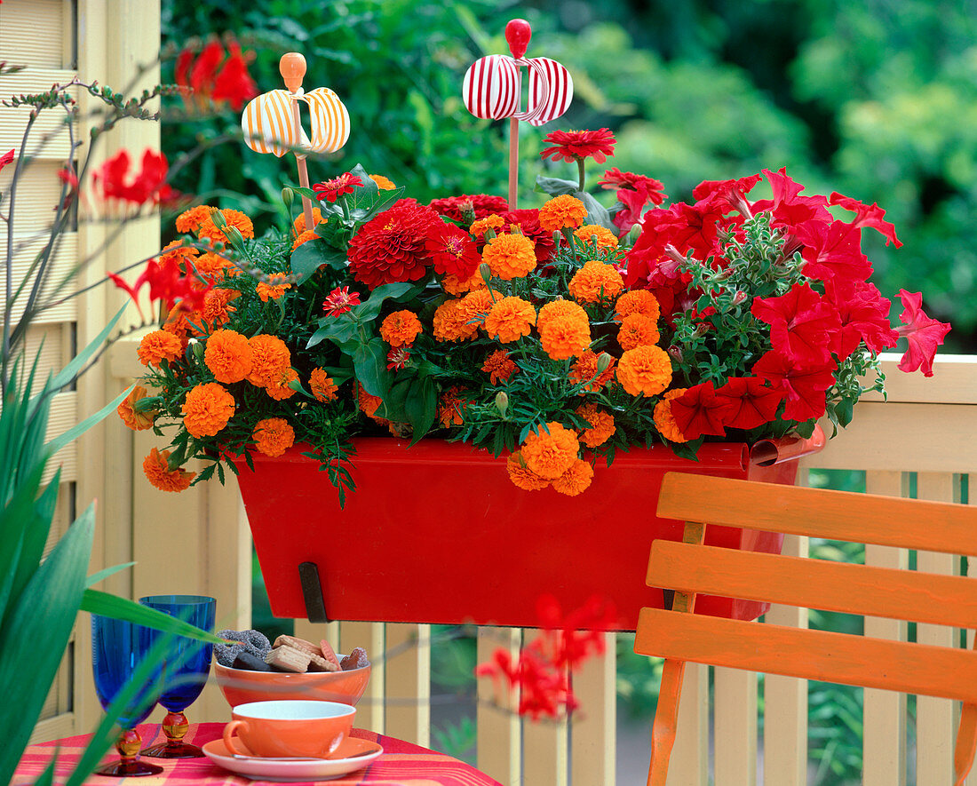 Tagetes / Studentenblumen, Zinnia / Zinnien