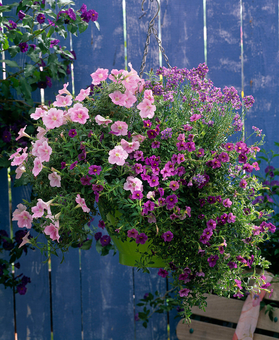 Ampel mit Petunia 'Softrose' / Petunie