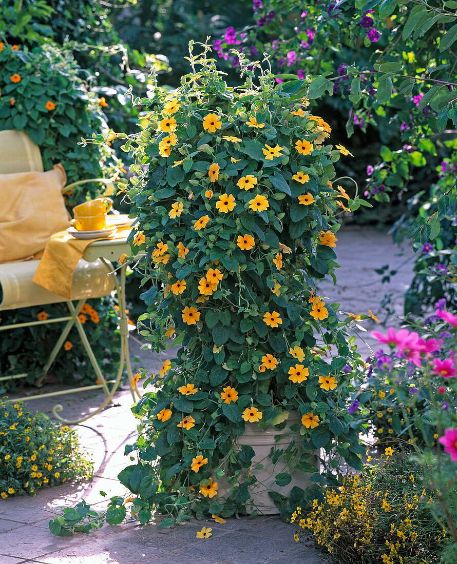 Thunbergia alata / Schwarzäugige Susanne