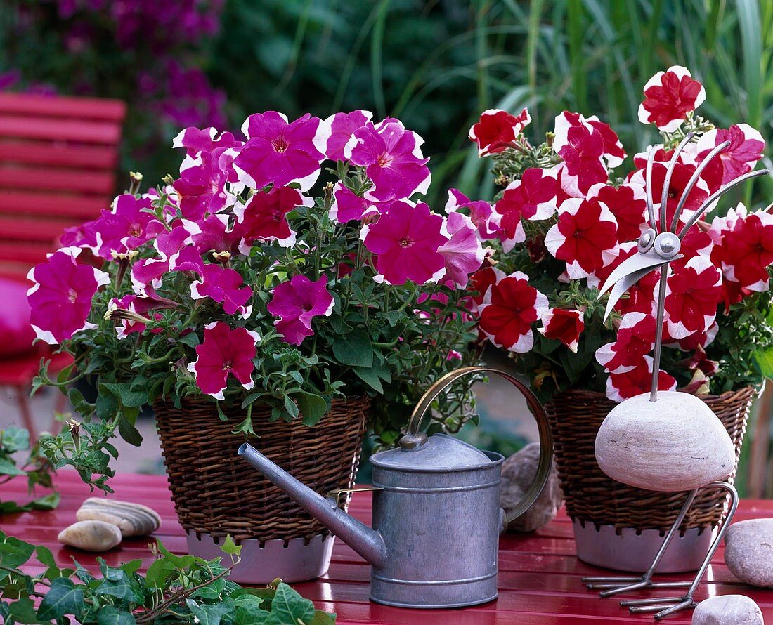 Petunia 'Dreams Picotee' pink and red (petunia)