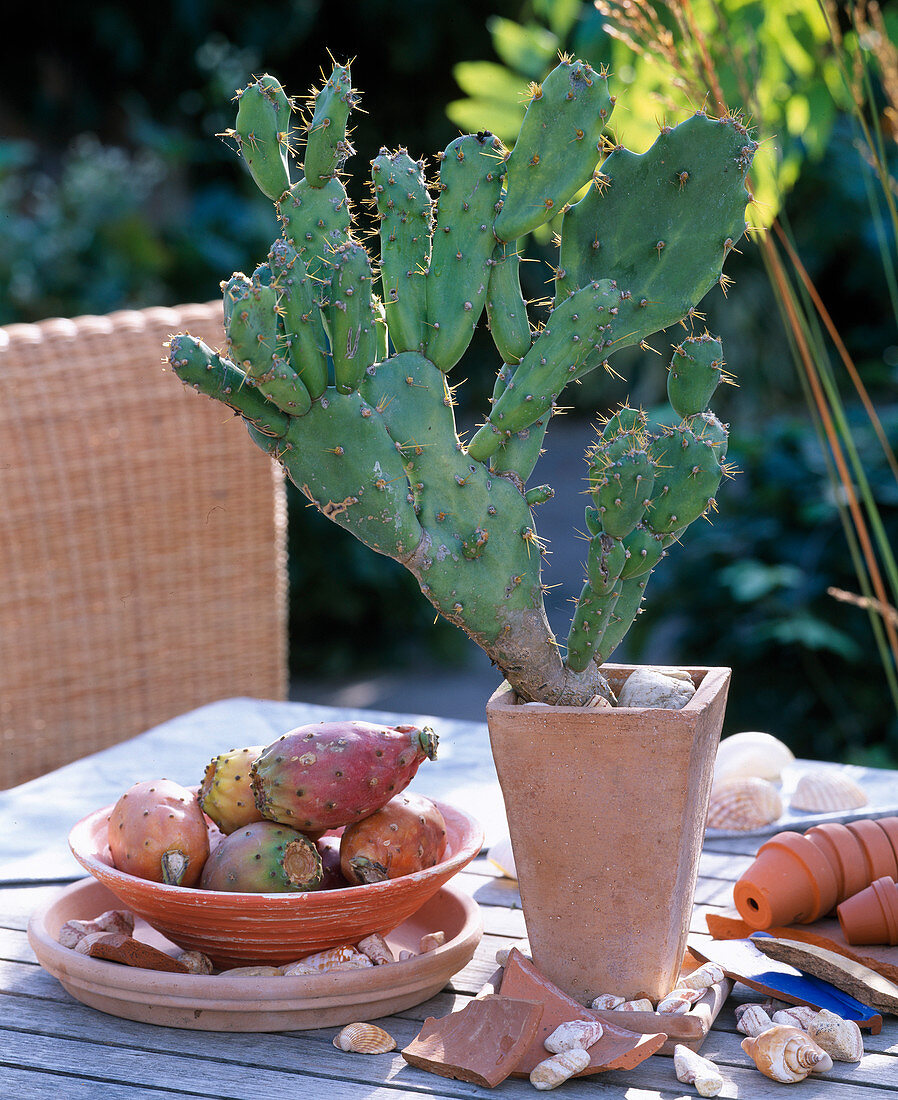 Opuntia / Feigenkaktus