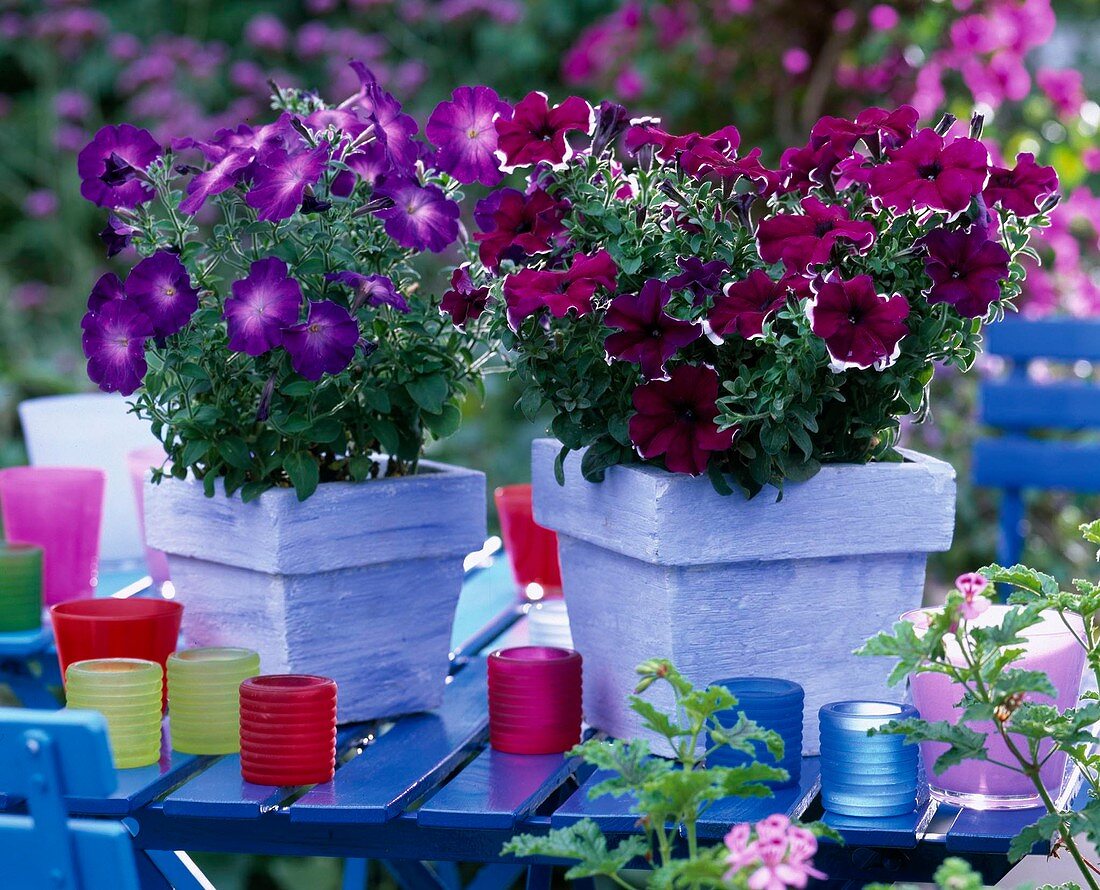 Petunia 'Merlin Blue Morn', 'Dreams Picotee' (Petunia)