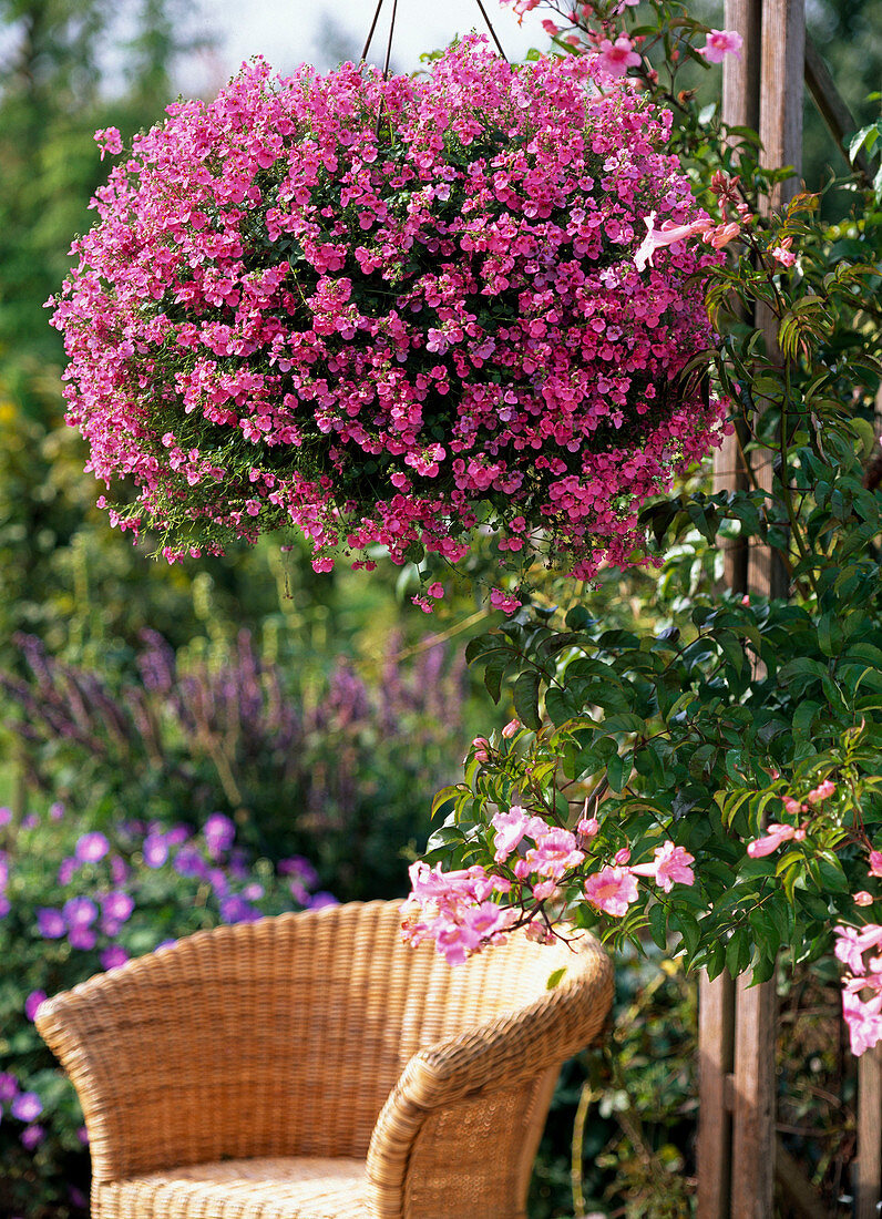 Diascia 'Little Charmer' / Elfensporn