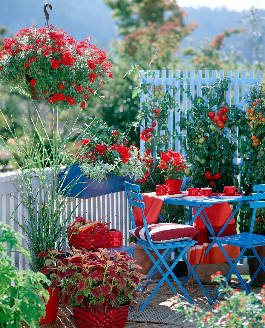 Verbena 'Bushy Crimson' (verbena)