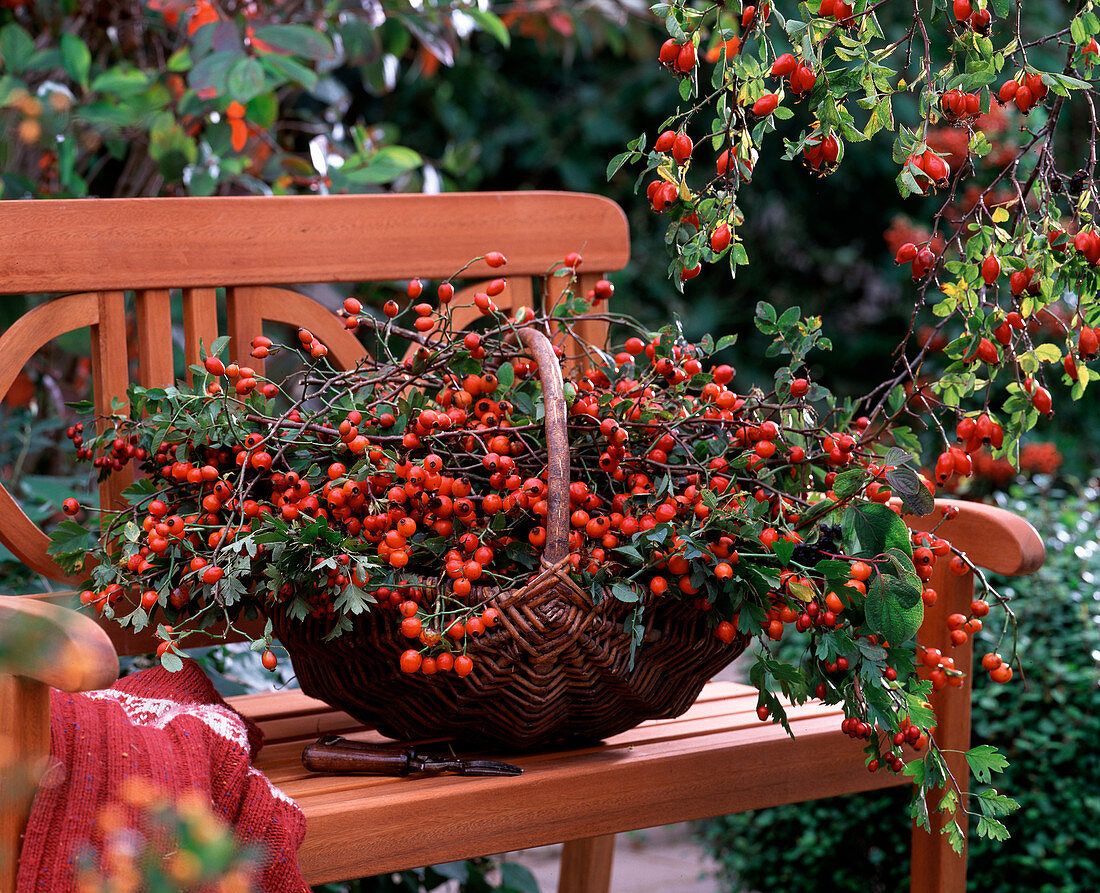 Basket with roses (rosehip), crataegus (hawthorn) on wooden bench