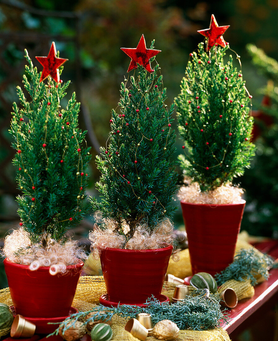 Small juniper trees with Christmas decorations