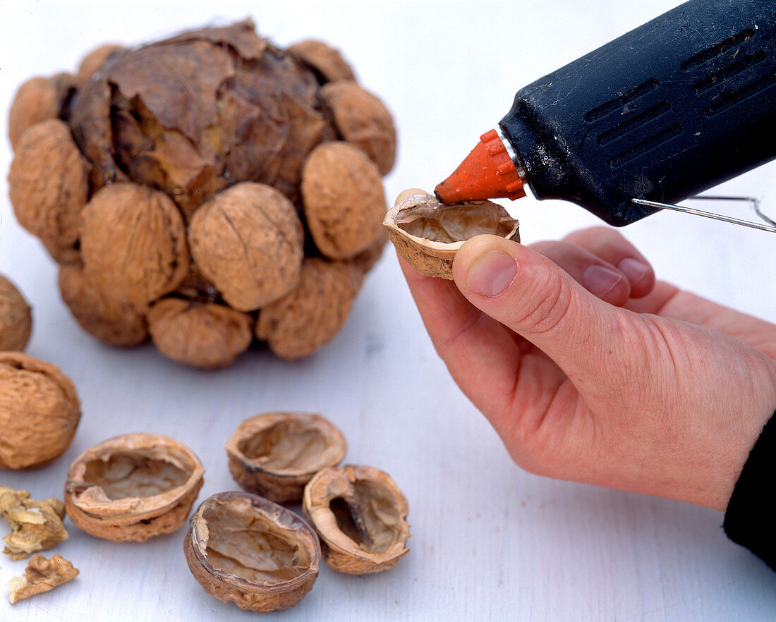 Stick walnut ball Juglans walnut halves to the ball with hot glue