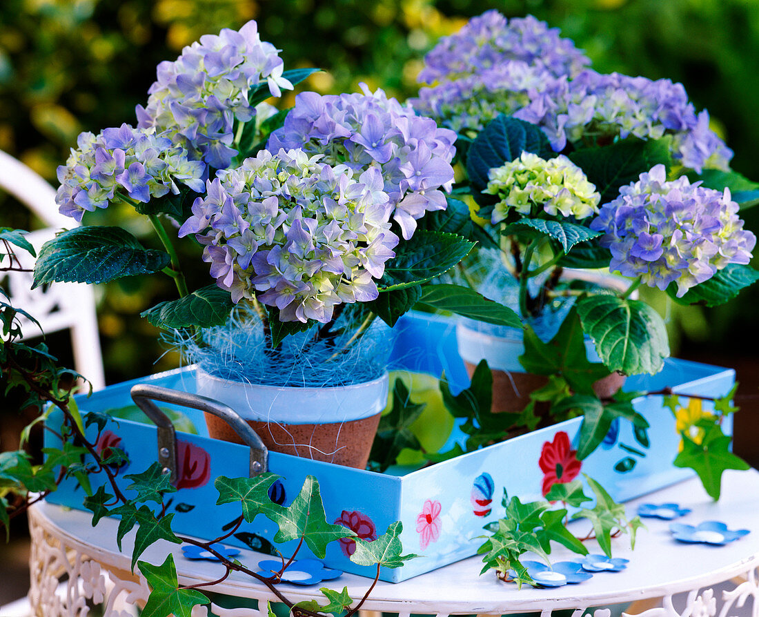 Hydrangea (blue hydrangea) on a pale blue tray with floral decoration.