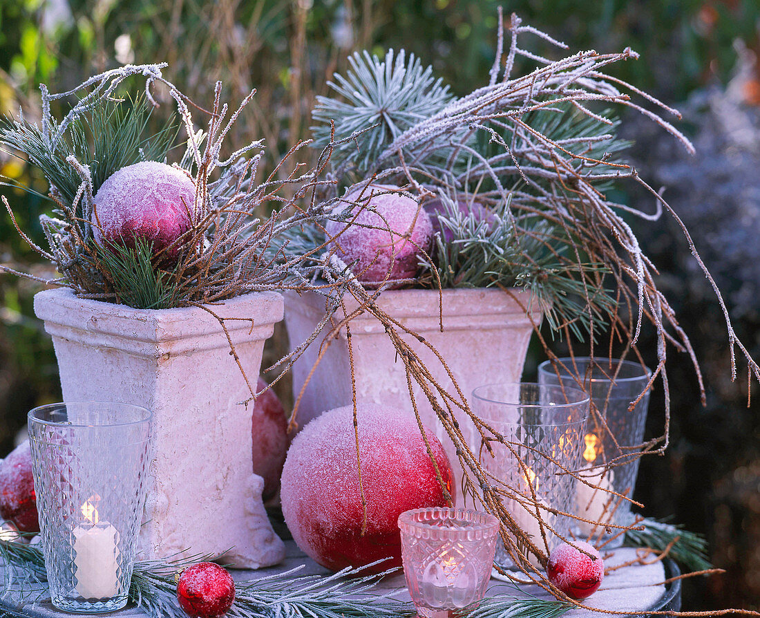 Square pots with pinus (pine)