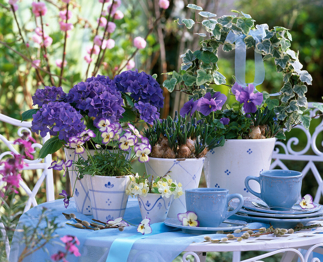 Hydrangea (blaue Hortensie), Viola Sorbet (Hornveilchen)