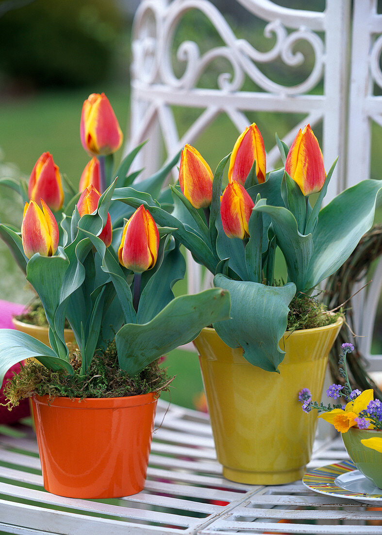 Tulipa 'Flair' (Tulpen)