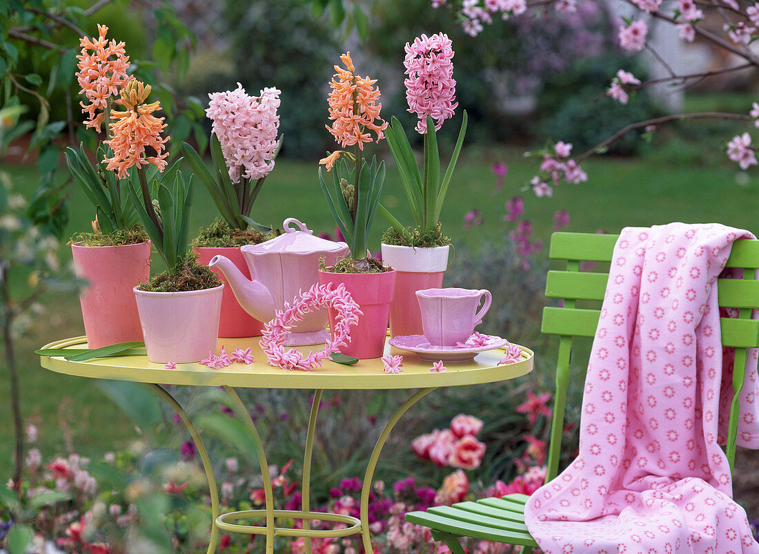 Hyacinthus 'Gipsy Queen', 'Pink Pearl', 'Apricot Passion'
