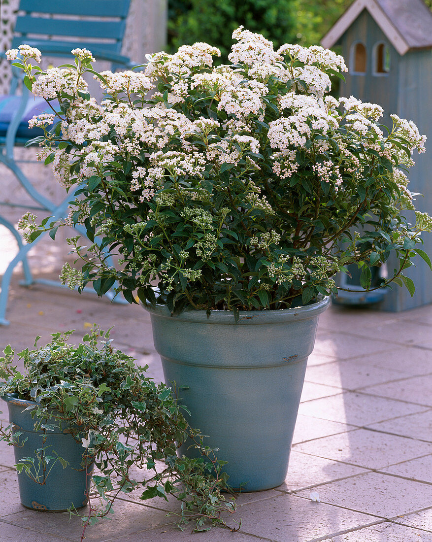 Viburnum tinus (Lorbeerschneeball)