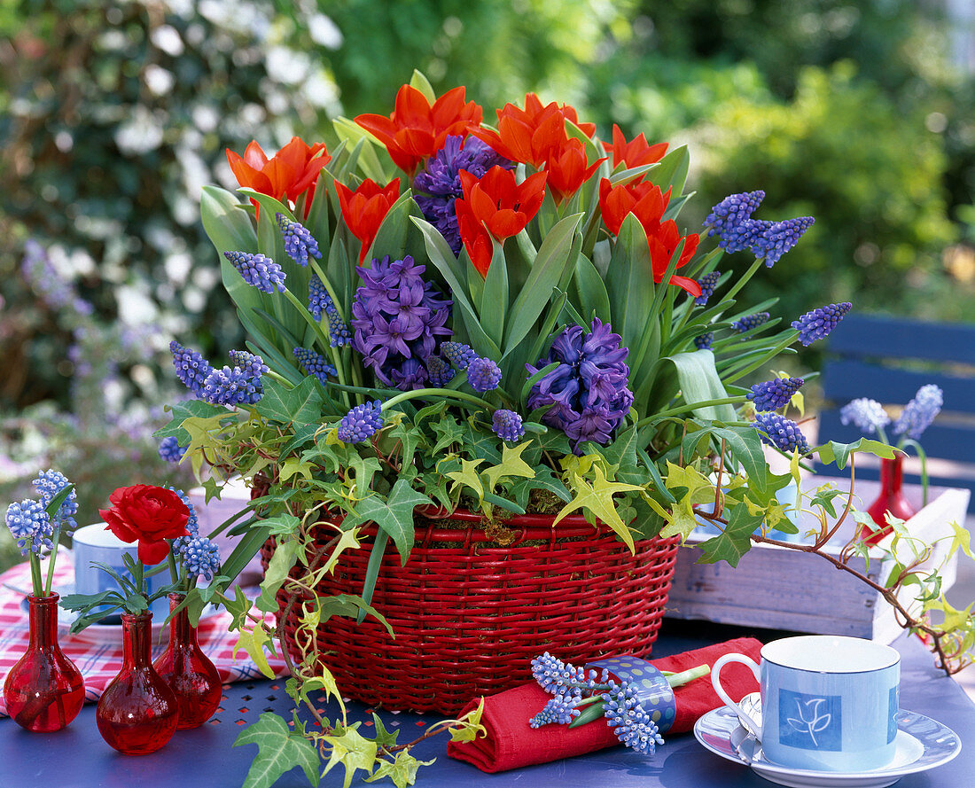 Tulipa (rote Tulpen), Hyacinthus (blaue Hyazinthen)