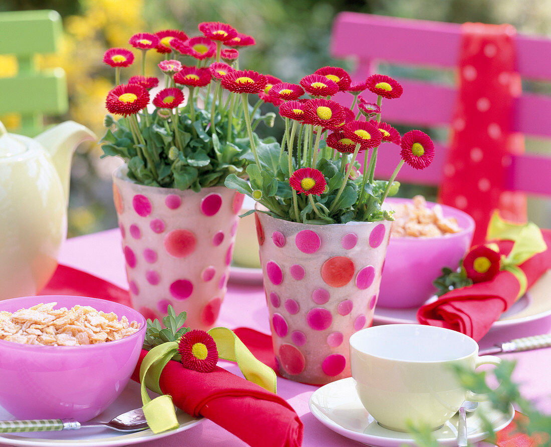 Bellis (red daisies) in dotted vases