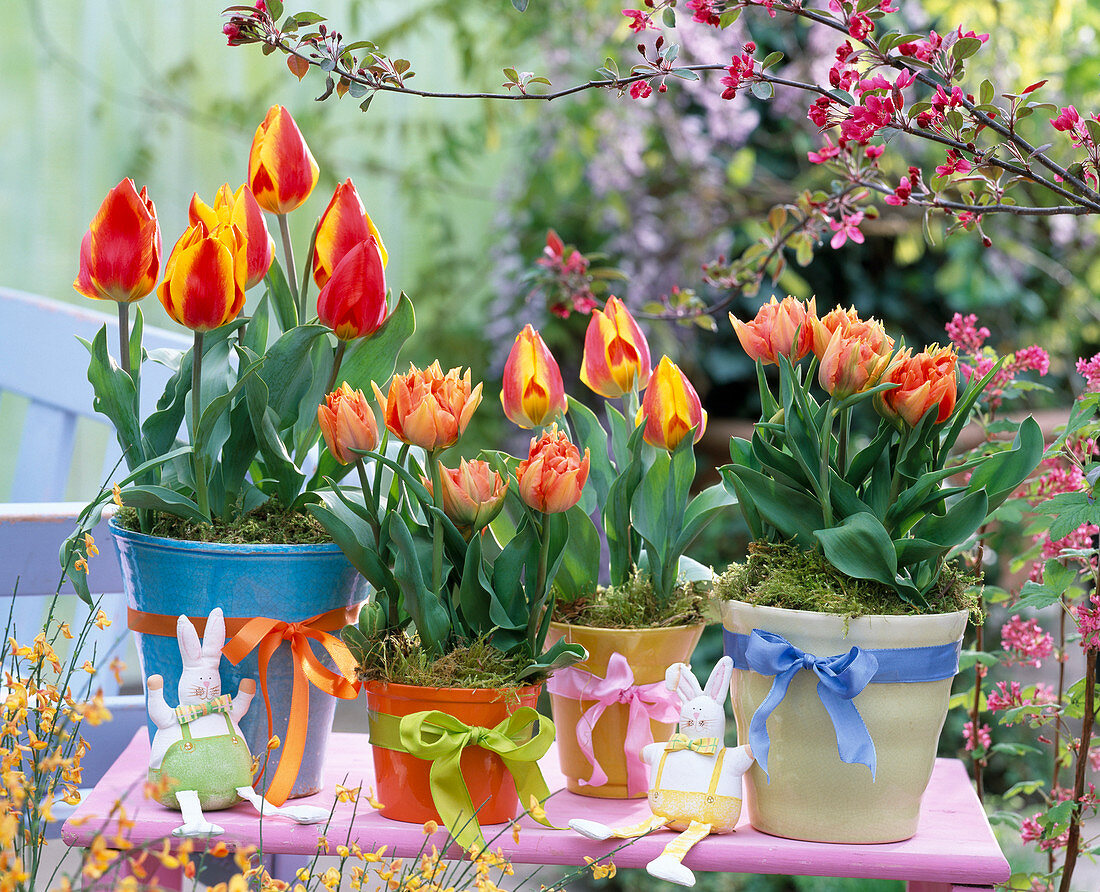 Tulipa (gefüllte, orange und rot-gelbe Tulpen)