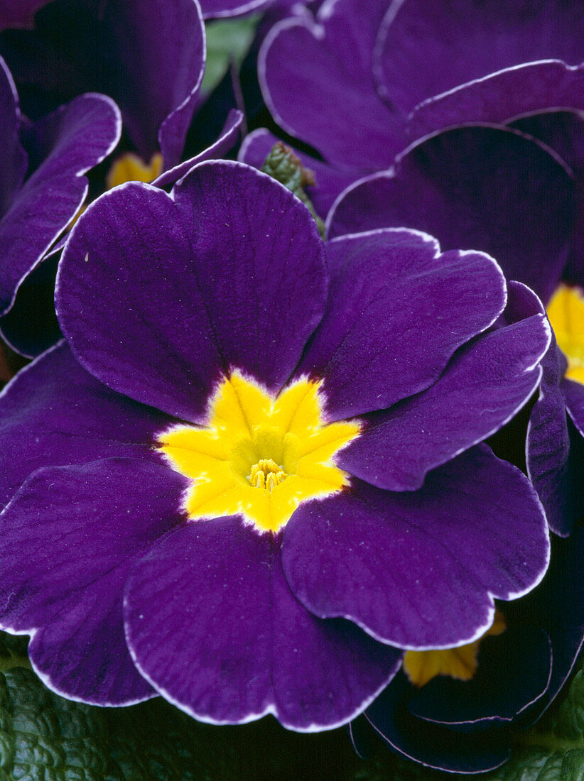 Primula acaulis / Frühlingsprimelblüte, blau mit gelbem Auge