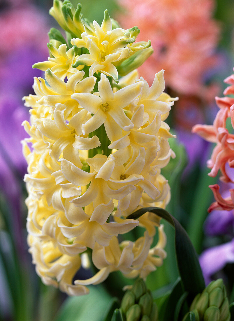 Hyacinthus 'City of Haarlem' (Hyazinthe)