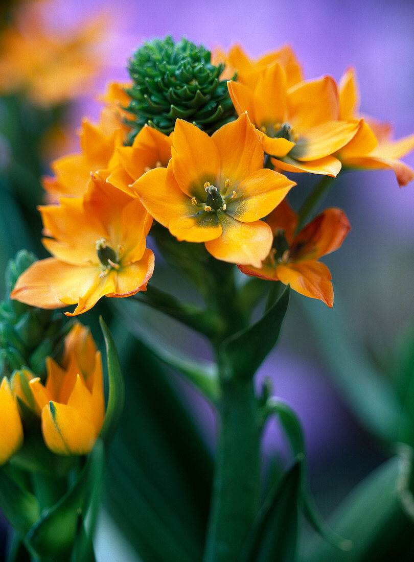 Ornithogalum dubium (oranger Milchstern)