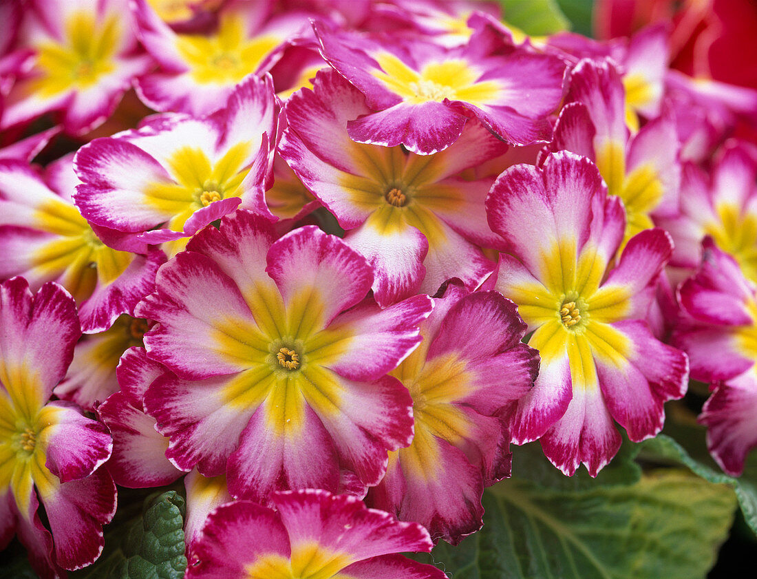 Primula acaulis 'Ohldream' (Frühlingsprimel)