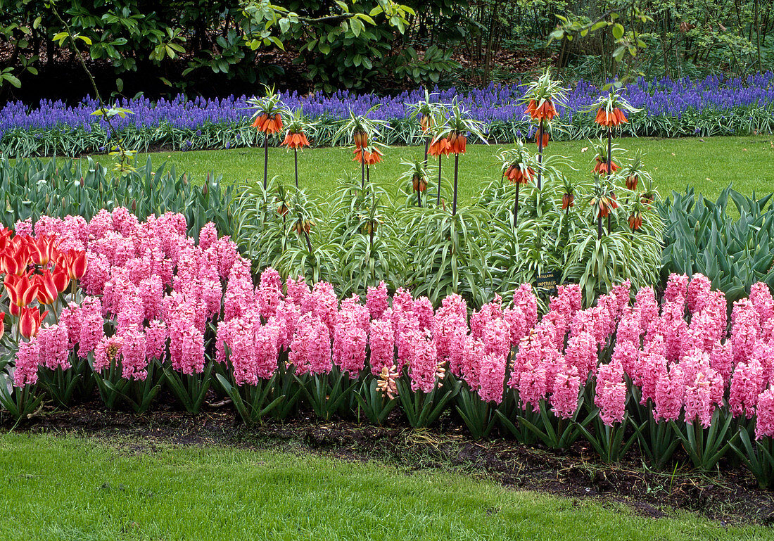 Hyacinthus, Fritillatria