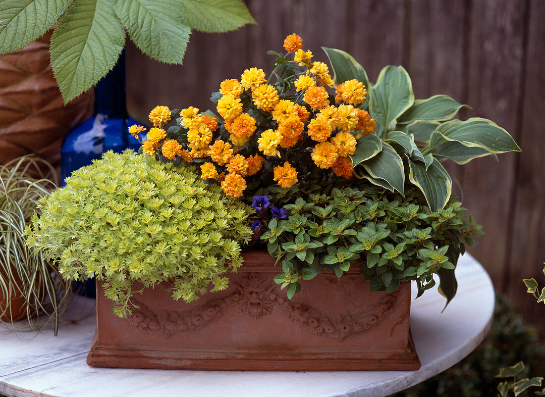 Saxifraga, CHRYSANTHEMUM, HOSTA, Origanum, GENTIANA