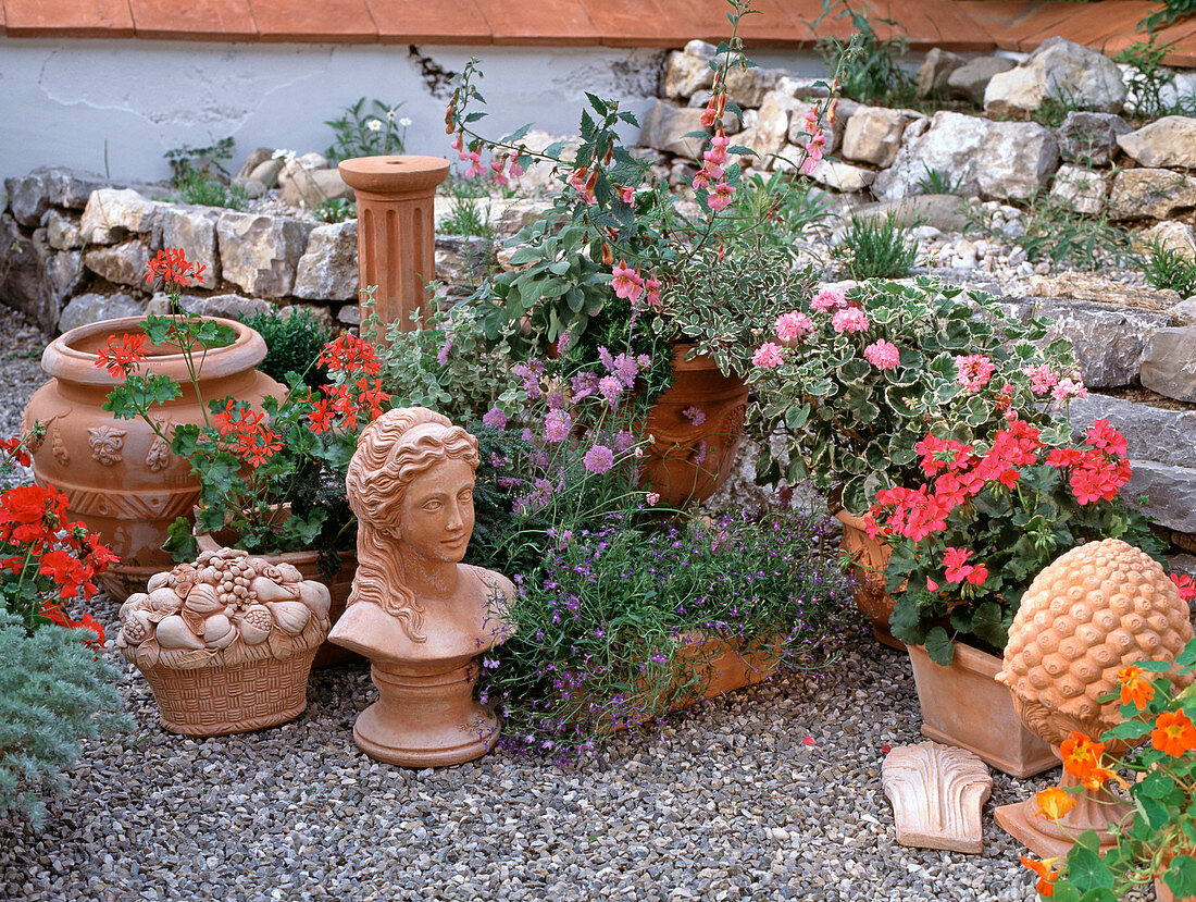 Pelargonium zonale Hybriden, Scabiosa columbaria