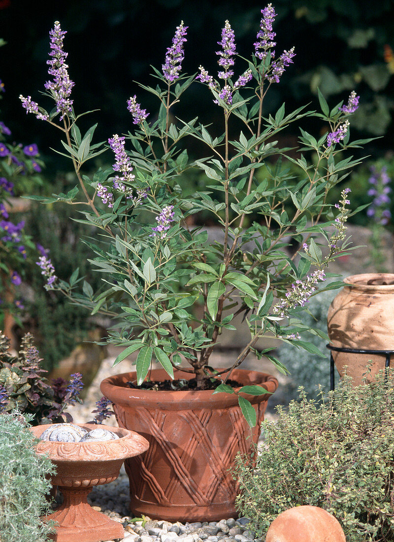 Vitex agnus-castus 'Latifolius'