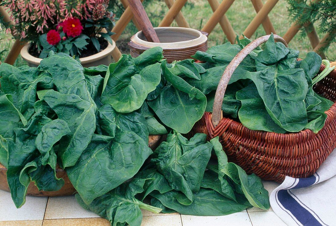 Freshly harvested spinach