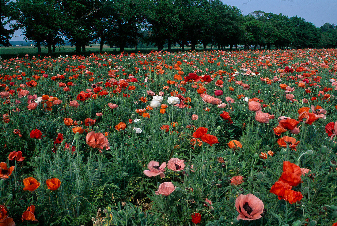 Flowering field with Papaver orientale (perennial poppy)