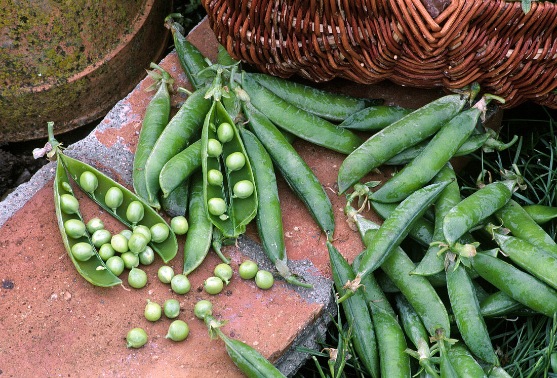 Freshly harvested peas (Pisum sativum)