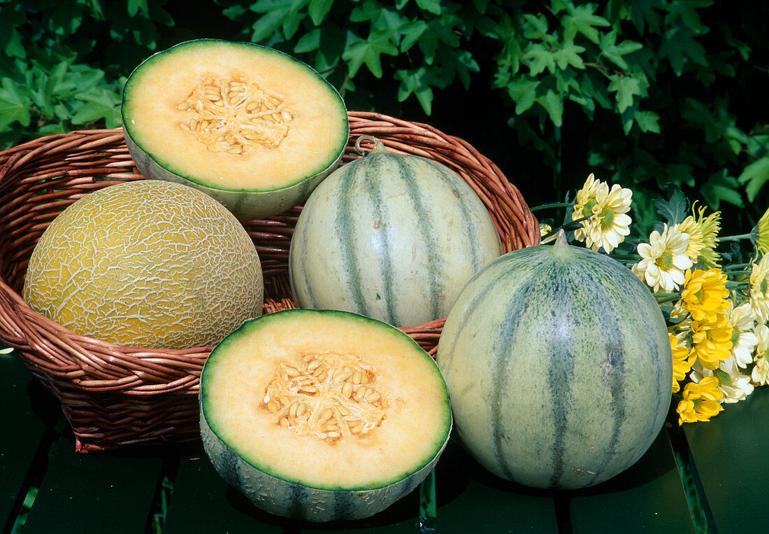 Sweet melons (Cucumis melo)