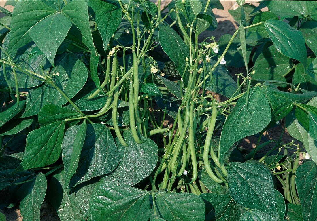 Bush beans (Phaseolus)