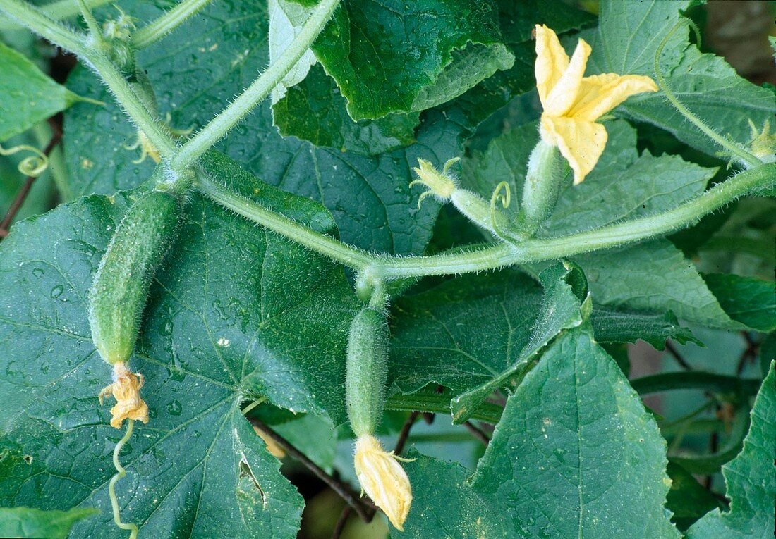 Cucumber vine with flowers and small cucumbers (Cucumis sativus)