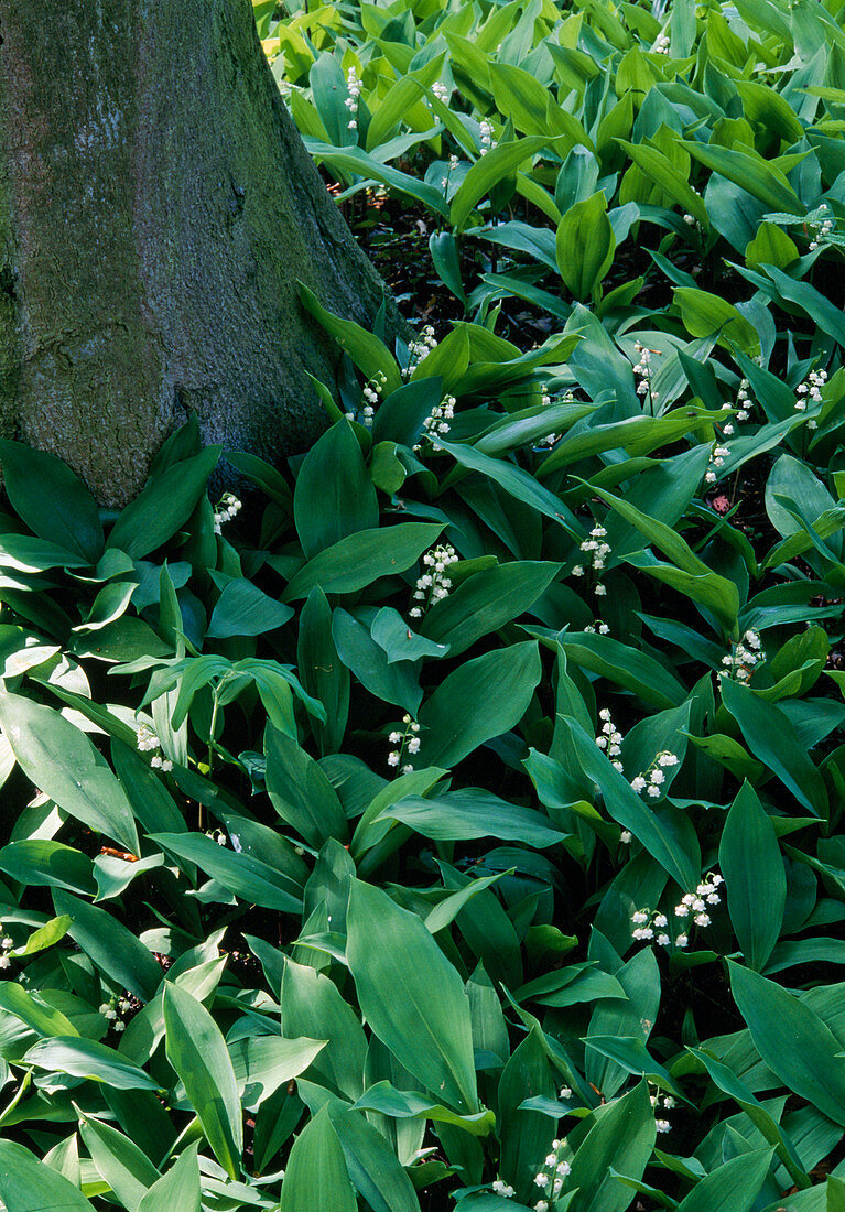 Convallaria at the foot of a tree
