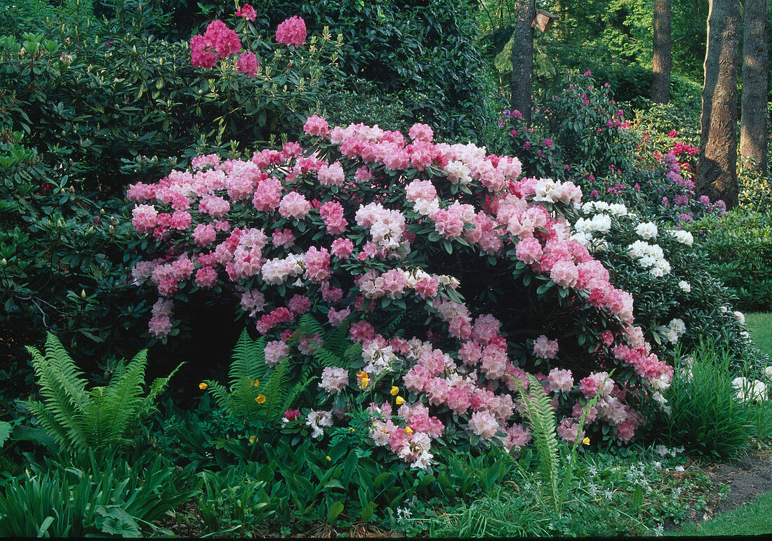 Rhododendron in the light shade under big trees, ferns