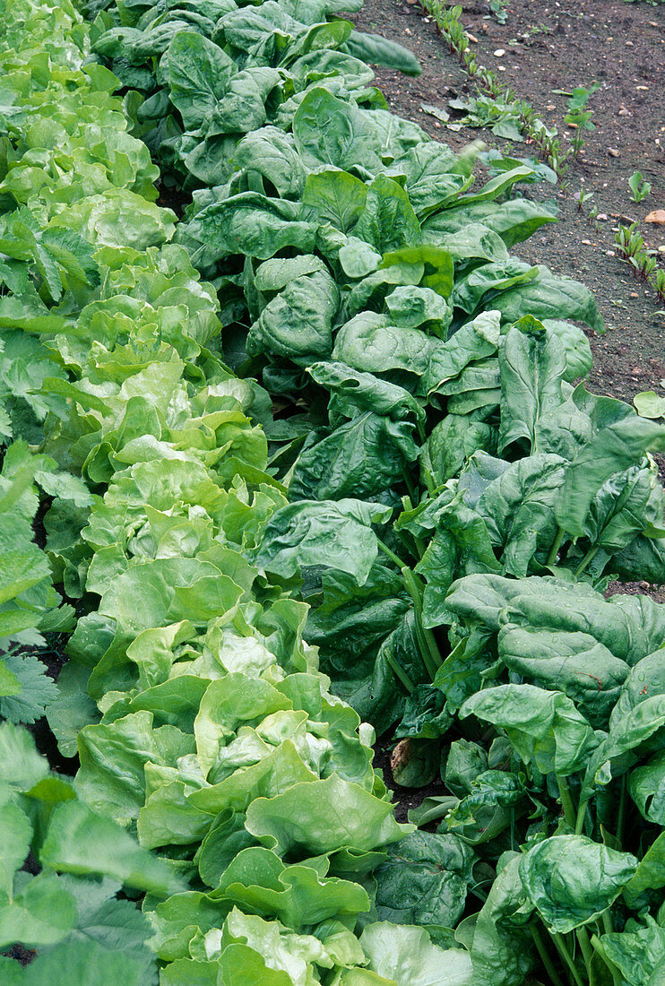 Salat, Kopfsalat (Lactuca) und Spinat (Spinacia oleracea) in Reihen