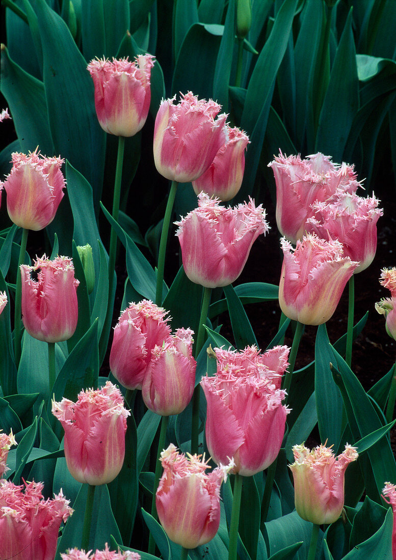 Tulipa Crispa - TULPEN Fancy Frills