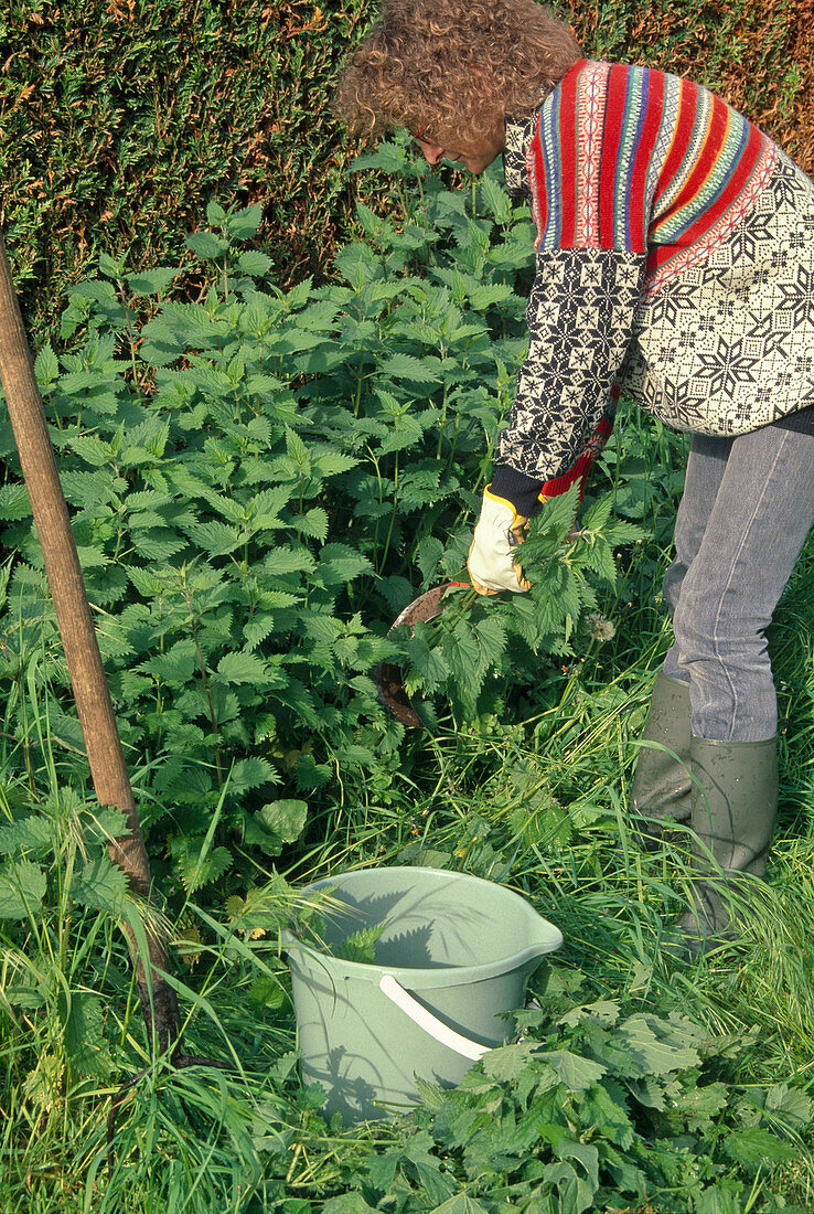 Woman cutting (Urtica dioica) nettles for nettle stock