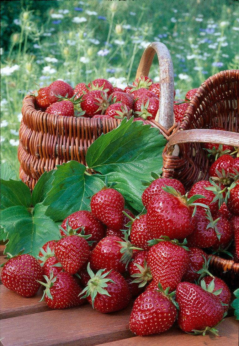 Freshly picked strawberries (garden strawberry)