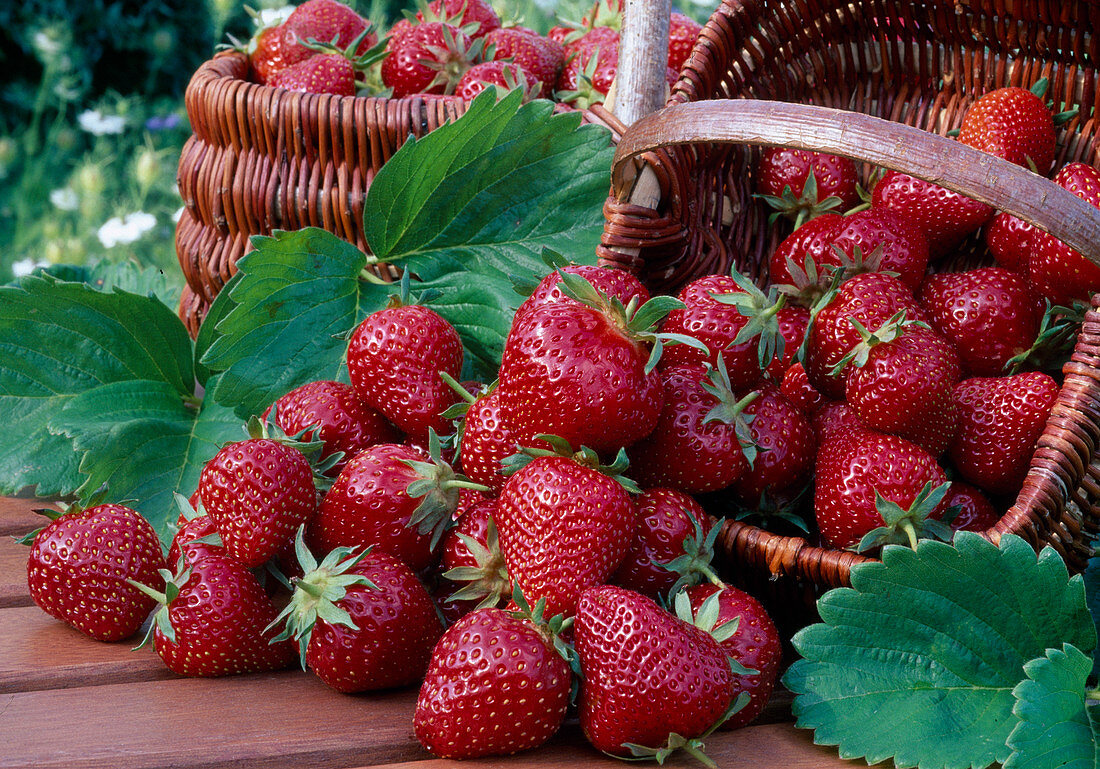 Frisch gepflueckte ERDBEEREN 'Maraline'